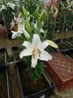 [4361 White Shores GA No01.JPG]